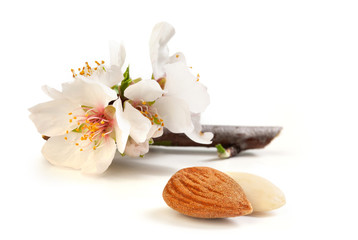 Fototapeta na wymiar Almond Flower and Nut, Close-Up Macro – Detail on Shelled Dried Fruit, Blurred Flower Petals and Branch – Isolated on White Background 