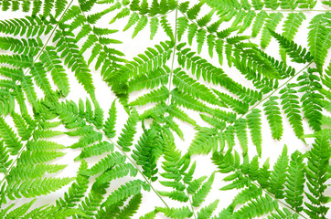 Top view of green tropical fern leaves on white background. Flat lay. Minimal summer concept. - Image