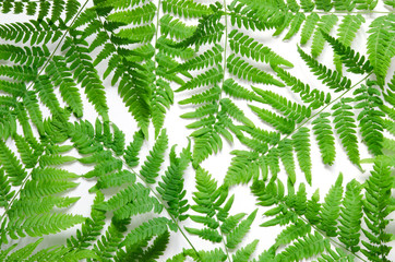 Top view of green tropical fern leaves on white background. Flat lay. Minimal summer concept. - Image