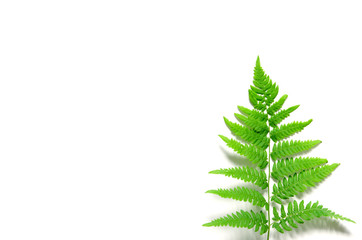 Top view of green tropical fern leaf on white background. Flat lay. Minimal summer concept. - Image