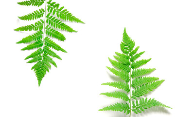 Top view of green tropical fern leaves on white background. Flat lay. Minimal summer concept. Сopy space. - Image