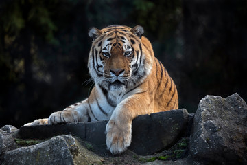 Siberian tiger on the beam. Latin name - Panthera tigris altaica