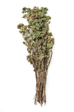 Wild Oregano  - dried bouquet isolated on white - Origano Selvatico Origanum