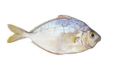 Common ponyfish isolated on white background, Leiognathus equulus