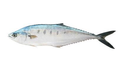 Big fresh talang queenfish isolated on the white background