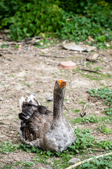 Portrait d'une oie grise dans une ferme