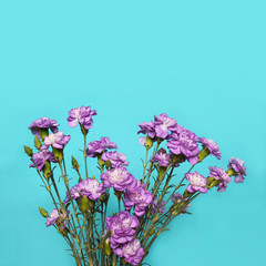 Purple Flowers Terry Carnations Moonaqua on a blue background