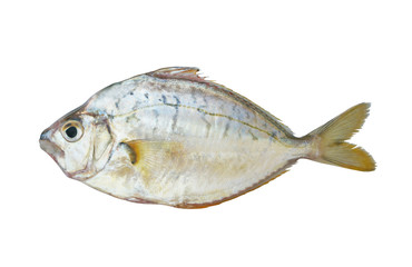 Common ponyfish isolated on white background