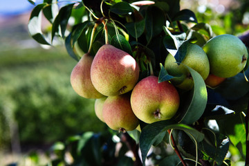Typical Italian varieties of pears, Pera Coscia on field