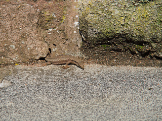 Mauer-Eidechse