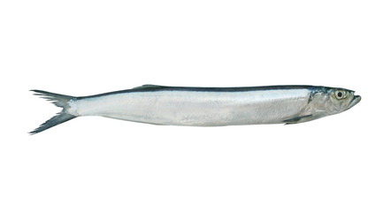Dorab wolf herring fish isolated on white background, Chirocentrus dorab