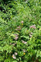 green plants in the garden