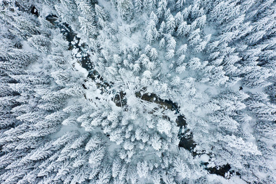 Winter forest aerial view. Snowy and frosty forest from above. Winter background