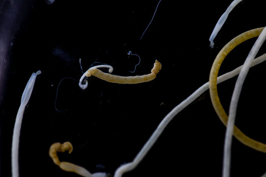 The study of Acanthocephala is a phylum of parasitic worms known as acanthocephalans, thorny-headed worms or spiny-headed worms in laboratory.