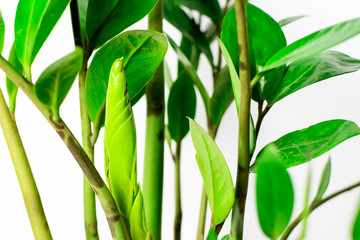 Green Zamioculcas green background leaves isolated on white background