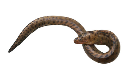 Brown moray eel isolated on white background