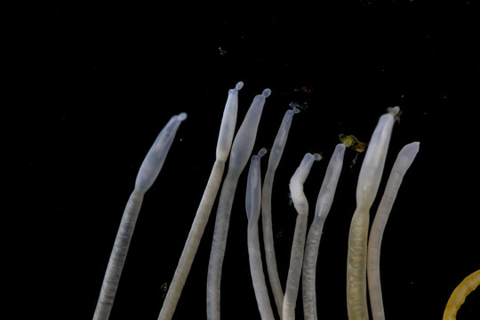The study of Acanthocephala is a phylum of parasitic worms known as acanthocephalans, thorny-headed worms or spiny-headed worms in laboratory.