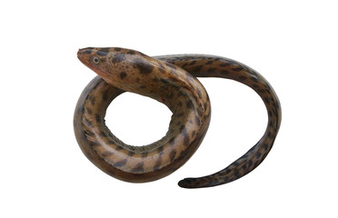 Raw moray eel isolated on white 