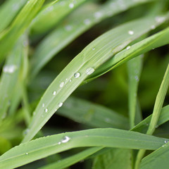 morning dew on young fresh grass