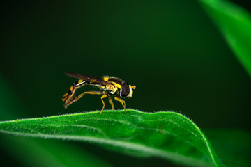Hoverflies sits on a leaf in the garden, Syrphidae, Arthropoda, Insecta, Diptera