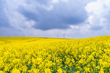 Obraz premium Dramatic view of heavy storm. Thunderstorm clouds with rain over yellow rural fields.