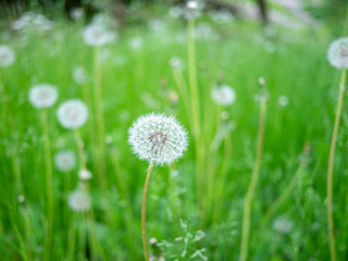 Image of beautiful dandelion on green meadow