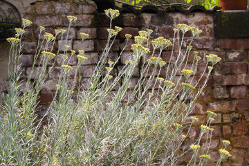 Fototapeta na wymiar Yellow blooming curry plant (Helichrysum italicum) in german garden with old weathered brick wall background