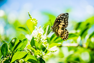 Butterfly  and  flower in the garden, Chiangmai Thailand