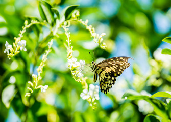 Obraz premium Butterfly and flower in the garden, Chiangmai Thailand