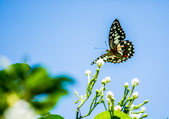 Butterfly  and  flower in the garden, Chiangmai Thailand