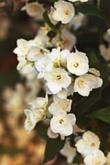 Beautiful Jasmine branch with snow-white flowers