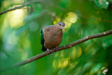 Emerald Ground Dove