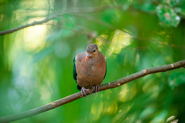 Emerald Ground Dove