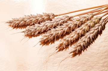 ears of wheat on a gold background