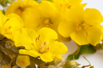Close up view of Verbascum, common mullein flower isolated on white background. Medicinal plant,...