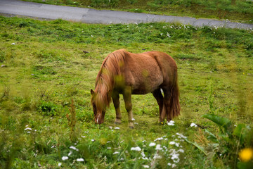 Horse in Norway © Grzegorz