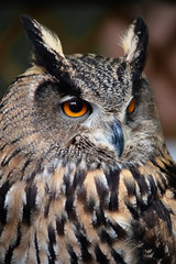 portrait of an owl