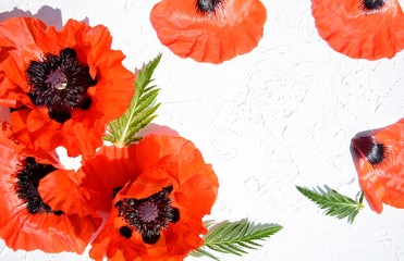 White background with red poppies and sprigs of greenery with space for your text.  Postcard.