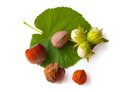 nuts hazelnuts with leaves isolated on white background.
