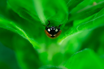 Ladybug eating on a leaf, Macro photo, close up, insect, Coccinellidae, Arthropoda, Coleoptera, Cucujiformia, Polyphaga