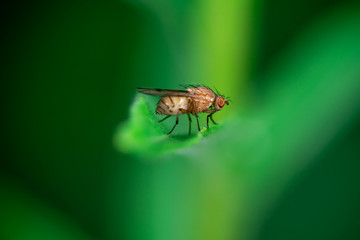 Fruit fly is sitting on a leaf, Musca domestica, Calliopum tuberculosa, Sapromyza halidayi