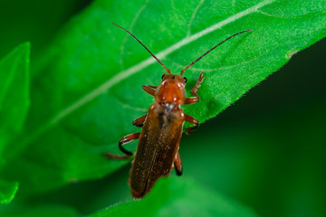 Scarlet lily beetle, Darkling beetle walking on top of a leaf