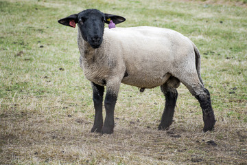 Naklejka premium Sheep in nature on meadow. Farming outdoor.