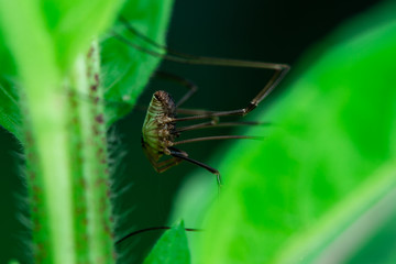 Harvestmen spider, Macro photo, close-up, insect, Opiliones, Phalangiidae, Arthropoda, 