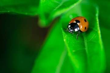 Ladybug eating on a leaf, Macro photo, close up, insect, Coccinellidae, Arthropoda, Coleoptera, Cucujiformia, Polyphaga