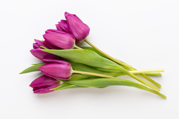 Spring Pink tulips on white background.