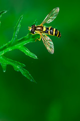 Hoverflies sits on a leaf in the garden, Syrphidae, Arthropoda, Insecta, Diptera