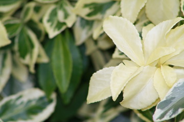 Obraz premium Spring flowers