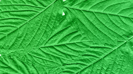 texture of green leaf