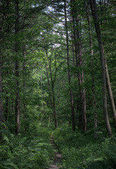 Fototapeta na wymiar 森の小道（Forest path）